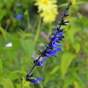Salvia guaranitica 'Black and Blue' (3)